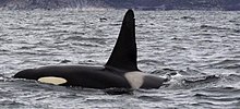 Mõõkvaal (Orcinus orca)