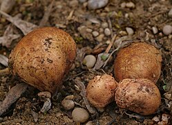 Rhizopogon roseolus (Rhizopogonaceae).