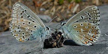 Div valafenn (Polyommatus bellargus) war ur bomm kaoc'h.