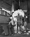 Image 44Cotton being processed in Niono into 180 kg (400 lb) bales for export to other parts of Africa and to France, c. 1950 (from Mali)