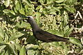 Image 35Black noddy calling at colony (from Funafuti Conservation Area)