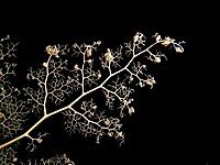 Close-up of Astroboa nuda basket star arm