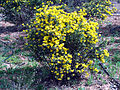 Вязель валенсийский (Coronilla valentina)