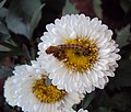 Caterpillar feeding on white flower