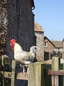 Lynch Cock - geograph.org.uk - 395633.jpg