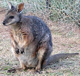 Derby-kenguru (Macropus eugenii)