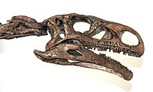 Side view of a skull and the anterior part of the neck. The skull is rectangular, nearly three times as long as it was high, with an almost rectangular lateral temporal foramen at the back. The large, round orbit (eye socket), the sub-triangular antorbital fenestra and the oval naris are of almost equal size. The lower jaw is shallow, and has a large process extending far behind the jaw joint. The teeth are small and form long rows.