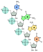 Verknüpfung der Nukleinbasen (C, G, A und U) über ein Zucker- (grau) und Phosphatrückgrat (türkis) zur RNA