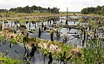 Vernatte hoogveenvlakte, Rehburger Moor