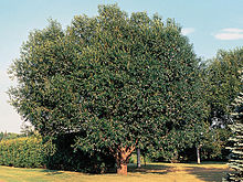 Salix pentandra(01).jpg