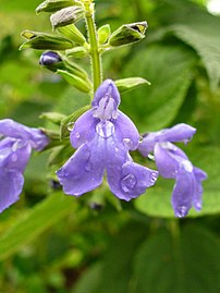 Salvia urica