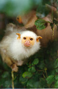 Ouistiti argenté au Zoo de Jersey.