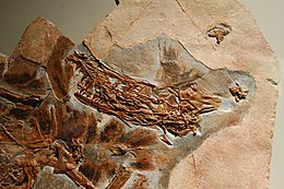 Sinornithosaurus IVPP V12811.jpg