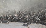 Gnuer och zebror på vandring