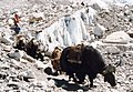 Yaks am Khumbu-Gletscher