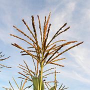 Panicule terminale de maïs, épillets mâles (Zea mays).