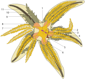 Anatomie de l’étoile de mer commune, Asterias rubens. (image vectorielle)