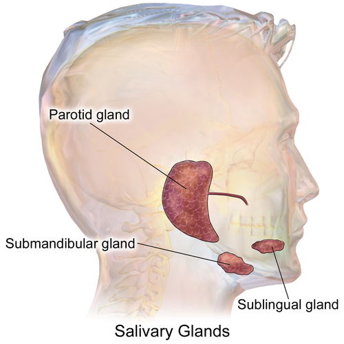 Blausen 0780 SalivaryGlands