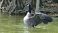 Branta canadensis (bernache du Canada) à L'Isle-Adam