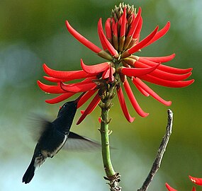 Beija-flor-de-garganta-verde Amazilia fimbriata polinizando uma Erythrina speciosa