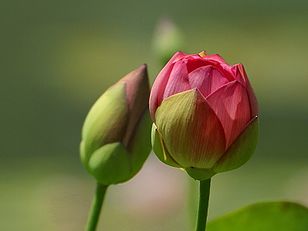 নেলম্বো (Nelumbo) ফুলের ফুটন্ত কুঁড়ি