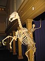 Real skeletons of a Human and a Horse arranged into a lifelike pose