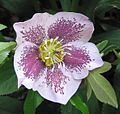 Helleboreae: Helleborus × hybridus