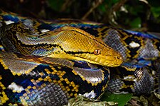 Reticulated python (Malayopython reticulatus)