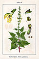 Ilustrație cu Salvia glutinosa din Deutschlands Flora in Abbildungen, 1796