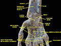 Wrist joint. Deep dissection. Anterior, palmar, view.