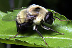 Hålblomflugor (Mallota) efterliknar humlor.