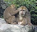 Tibetan macaque