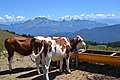 Gezicht vanaf de Crêt de Châtillon (top van de Semnoz) op de Mont Blanc