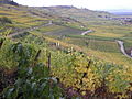 Vignoble à Kaisersberg