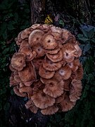 Armillaria mellea