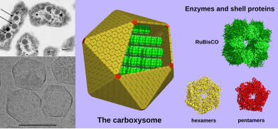 Carboxysome 3 (svg)