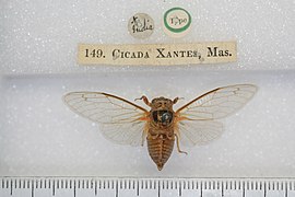 Cicadatra xantes.