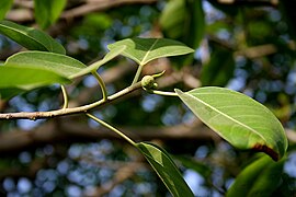 Buah di Hyderabad, India.