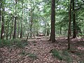 Storskov (Großholz) danner grænseskel mellem Vabs, Risby og Siseby Sogne.