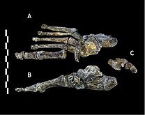 Voetbene van Homo naledi