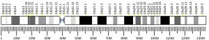 Chromosome 10 humain