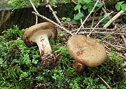 Paxillus involutus (Paxillaceae).