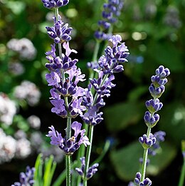 Közönséges levendula (Lavandula angustifolia)