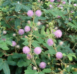 Jautrioji mimoza (Mimosa pudica)