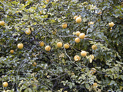 Poncires (Jardin botanique royal de Madrid)