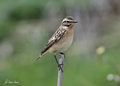 Saxicola rubetra-Lazio, Ventotene (LT)