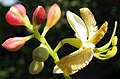 Tamarind flowers