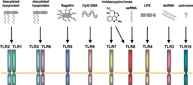 Imatge on es mostra què identifica cada receptor de tipus toll. Font https://wiki.ubc.ca