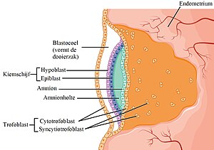 Trofoblast die tijdens de innesteling is gedifferentieerd in de twee lagen cytotrofoblast en syncytiotrofoblast
