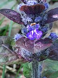 Ajuga reptans in Gosling Corner in 2018